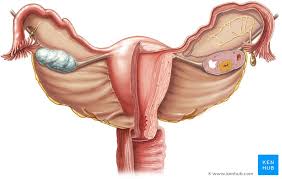 Image result for uterus