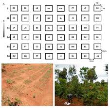 Image result for Brachystegia wangermeeana