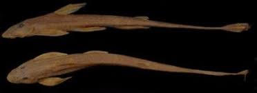 Image result for Crepidorhopalon tenuis