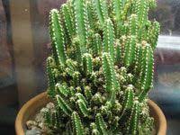Cactus Identification The Top 10 Most Requested Cacti Ids On Line Guide To The Positive Identification Of M Cactus Plants Cactus Types Cactus Identification