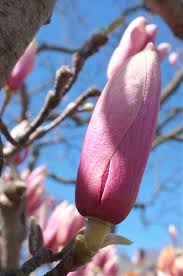 Image result for Magnolia × soulangiana