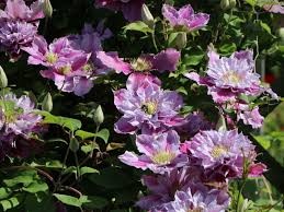 Zu beginn ist es wichtig, die gewünschte blütengröße sowie die blütezeit zu bestimmen. Pflanzen Samereien Zwiebeln Gefullte Bluten 40 60 Cm Hoch Clematis Hybride Piilu Zweifarbig 2 L Co Pflanzen Baume Straucher