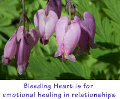An Interview With Jane Ellen Conducted And Edited By Jann Garitty Editor S Note The Flower Essence Society Is Pleased To Announce And Provide For You Flower Essences They Are All About Relationship An E Book Written By Jane Ellen Fes