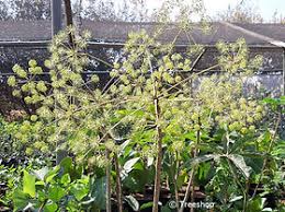 Image result for Steganotaenia