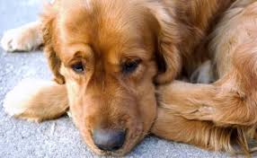 They are based in san francisco, ca. Smucker Confirms Euthanasia Drug In Popular Dog Food Brands Food Safety News