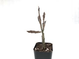 Image result for Euphorbia platycephala