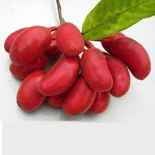 Image result for Uvaria edulis