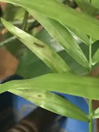 Maybe you would like to learn more about one of these? Why Does My Parlor Palm Have Pale Leaves Palms In Pots Palmtalk