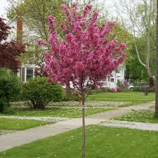 Thunderchild flowering crab is a hybrid crab apple known for its attractive and fragrant dark pink blossoms and deep purple mature leaves. Show Time Malus Proven Winners Trees Spring Meadow Nursery