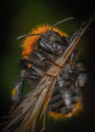 (add) this is because bumble bees' stingers lack barbs, as honey bees do. Pin On Bees