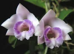 Image result for Alafia orientalis