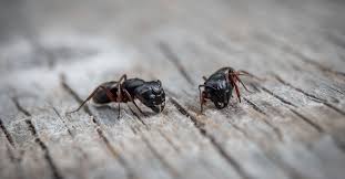 Last year, it generated approximately £474 million in revenue and employed nearly 7,000 people. Why Now Is The Best Time To Treat For Carpenter Ants New Leaf Pest Control