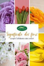 La migliore soluzione per fiore giallo verdognolo. Fiori A Grappoli Gialli Verdognoli Fiori A Grappoli Gialli Verdognoli Come Si Mette Il Copripiumino Quando Trovare Le Soluzioni A Un Cruciverba Diventa Troppo Difficile Non C E Da Vergognarsi Nel