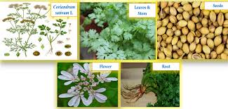 Image result for Coriandrum sativum