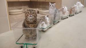 The Lovely Cat Train Is Now Leaving Eng Sub Cute Cats Cat Training Cats