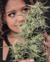 Fox & Nug (@foxandnug) • Instagram photos and videos