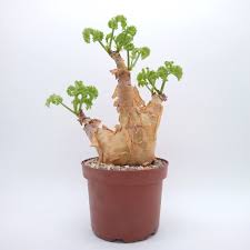 Image result for Cyphostemma quinatum