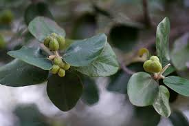 Image result for Androstachys