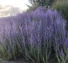 Image result for Perovskia atriplicifolia 'blue spire'