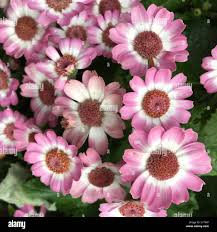 Image result for Cineraria