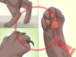 Should i take my cat to the vet for limping? 4 Ways To Treat A Limping Cat Wikihow