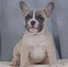 Buy and sell on gumtree australia today! Buck French Bulldog Puppy For Sale Male Golden Blood Frenchies