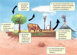 Resultado de imagen para ciclo del carbono