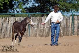 Training Tip Work With Your Foal Now Baby Horses Horse Training Horse Training Tips