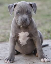 We have everything you need for a truly enjoyable experience with a new pitbull puppy for your home. Blue Nose Pitbull Puppies For Sale Pet S Gallery