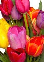 Bouquets of yellow flowers are cheerful and bright, expressing friendship, trust and optimism but also compassion or sympathy. Red Orange Purple And Yellow Bridal Bouquets Lovetoknow