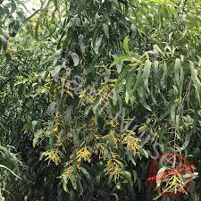 Image result for Acacia auriculiformis