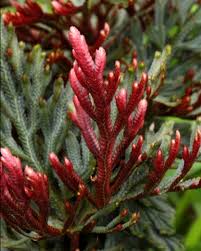 Image result for Selaginella afrorum