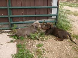 Here is a general price range for silver lab puppies for sale in wisconsin that is from $1,000 to $8,000 depending upon the parents. Lab Pups Akc Silver And Chocolate Price Reduced Ready Now For Sale In Columbus Wisconsin Classified Americanlisted Com