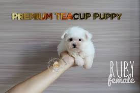 Teacup poms pups for adoption male s and female s email gidwillswe photos and contact details. Premium Teacup Maltese Puppies Home Facebook
