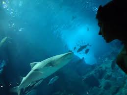 Istanbul Aquarium Istanbul