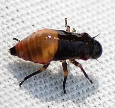 Image result for Hypolytrum pynaertii