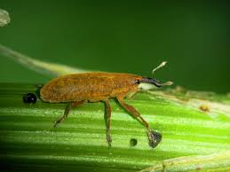 kicsi sárga még kisebbe! [Digitális Képarchívum - DKA-047130]