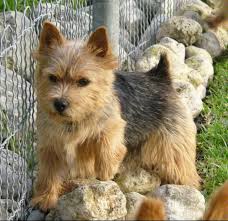 This dog may chase small animals, given the breed's hunting background. Pin On Norwich Terrier
