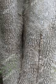 Image result for Nuxia floribunda