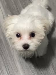 Wishing much love ❤️ to every member who lost their fur baby during the  past year. Many blessings✨✨