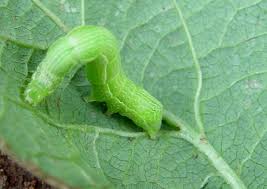The cabbage looper larvae grow to about 2 inches, and are light green with a few white or pale yellow stripes. Cabbage Kale Brassicas Infonet Biovision Home