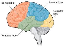 An Illustration Shows The Four Lobes Of The Brain Brain Anatomy And Function Introduction To Psychology Ap Psychology