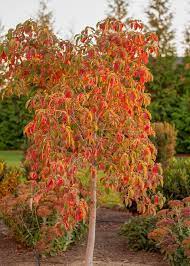 Pin On Garden Gate Nursery