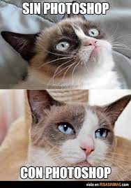 50 Chistes Graficos Para Principiantes Funny Spanish Memes Grumpy Cat Cat Memes