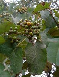 Image result for Cordia sinensis