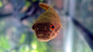 Please read refund policy clearly before purchase dead on arrival policy for full refund in case of dead on arrival. Skinny And Delayed Tetraodon Schoutedeni Spotted Congo Shipment Page 3 The Puffer Forum