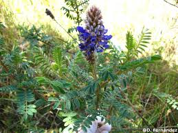 Image result for Rhynchosia holosericea