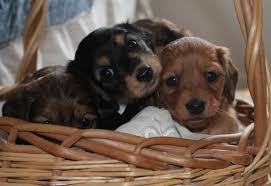 Breeding dogs from germany's top va siegers. Akc Miniature Dachshunds Mini Deelites Dachshunds Virginia Dachshund Breeders Miniature Dachshunds Dachshund