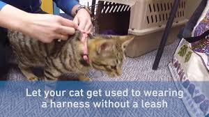 Jason galaxy is well known as an expert in feline behavior, so who better to create a line of products for your cats! How To Leash Train Your Cat In 5 Steps Youtube