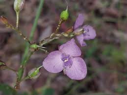 Image result for Murdannia tenuissima